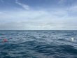 Sunday January 18th 2026 Tropical Serenity: Benwood Wreck reef report photo 1