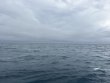 Sunday January 18th 2026 Tropical Serenity: Benwood Wreck reef report photo 1