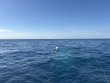 Wednesday February 25th 2026 Tropical Serenity: Spiegel Grove reef report photo 1