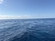 Saturday May 16th 2026 Tropical Serenity: USCGC Duane reef report photo 1