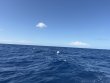 Saturday June 6th 2026 Tropical Serenity: Spiegel Grove reef report photo 1