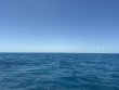 Saturday June 6th 2026 Tropical Serenity: Benwood Wreck reef report photo 1