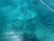 Saturday June 13th 2026 Tropical Serenity: Christ Statue reef report photo 1