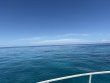 Sunday June 14th 2026 Tropical Serenity: City of Washington reef report photo 1