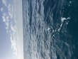 Monday August 17th 2026 Tropical Serenity: Benwood Wreck reef report photo 1