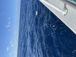 Monday April 18th 2022 Tropical Adventure: USCGC Duane reef report photo 1