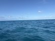 Tuesday May 20th 2025 Tropical Adventure: CRF Nursery reef report photo 1