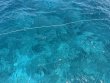 Thursday May 22nd 2025 Tropical Adventure: Christ Statue reef report photo 1