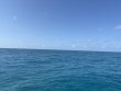 Wednesday May 28th 2025 Tropical Adventure: CRF Nursery reef report photo 1