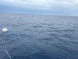 Friday October 10th 2025 Tropical Adventure: Spiegel Grove reef report photo 1