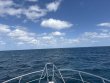 Saturday October 18th 2025 Tropical Adventure: Eagle Ray Alley reef report photo 1