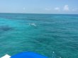 Thursday April 27th 2017 Tropical Adventure: Student/Classes Trip reef report photo 1