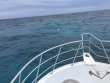 Monday July 10th 2017 Tropical Adventure: Eagle Ray Alley reef report photo 1