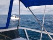 Friday November 24th 2017 Tropical Adventure: Benwood Wreck reef report photo 1