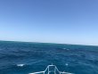 Saturday April 28th 2018 Tropical Adventure: Benwood Wreck reef report photo 1