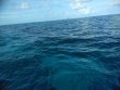 Thursday November 8th 2018 Tropical Adventure: Spanish Anchor reef report photo 1