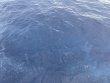 Sunday August 8th 2021 Tropical Destiny: USCGC Duane reef report photo 1