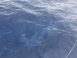 Sunday August 8th 2021 Tropical Destiny: USCGC Duane reef report photo 3