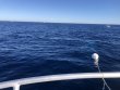 Saturday January 15th 2022 Tropical Destiny: USCGC Duane reef report photo 1