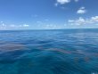 Wednesday June 29th 2022 Tropical Destiny: Conch Wall reef report photo 2