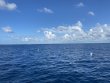 Wednesday August 17th 2022 Tropical Destiny: Spiegel Grove reef report photo 1