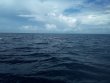 Sunday August 28th 2022 Tropical Destiny: Spiegel Grove reef report photo 1