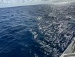Saturday July 15th 2023 Tropical Destiny: Drift Molasses reef report photo 1
