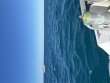 Wednesday November 1st 2023 Tropical Destiny: Spanish Anchor reef report photo 1