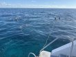 Thursday May 23rd 2024 Tropical Destiny: Nine Channel reef report photo 1