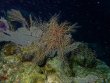 Saturday July 20th 2024 Tropical Destiny: Benwood Wreck reef report photo 1