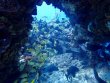 Saturday July 27th 2024 Tropical Destiny: Coral Canyons reef report photo 1