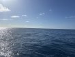 Wednesday August 14th 2024 Tropical Destiny: Spiegel Grove reef report photo 1