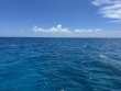 Monday August 26th 2024 Tropical Destiny: French Reef reef report photo 1