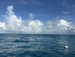 Monday September 30th 2024 Tropical Destiny: Benwood Wreck reef report photo 1