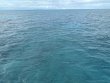 Monday November 11th 2024 Tropical Destiny: Pickles Reef reef report photo 1