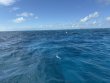 Tuesday November 12th 2024 Tropical Destiny: Nine Channel reef report photo 1