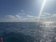 Tuesday November 26th 2024 Tropical Destiny: Snapper Ledge reef report photo 1