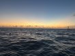 Tuesday May 6th 2025 Tropical Destiny: Eagle Ray Alley reef report photo 1