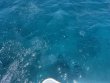 Thursday May 15th 2025 Tropical Destiny: Benwood Wreck reef report photo 1