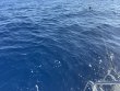 Wednesday May 21st 2025 Tropical Destiny: USCGC Bibb reef report photo 1