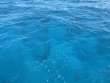 Friday June 20th 2025 Tropical Destiny: CRF Nursery reef report photo 1