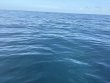 Sunday July 13th 2025 Tropical Destiny: Benwood Wreck reef report photo 1