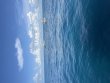 Friday August 1st 2025 Tropical Destiny: Benwood Wreck reef report photo 1