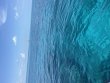 Monday August 25th 2025 Tropical Destiny: Aquarium reef report photo 1