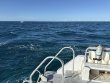 Monday September 29th 2025 Tropical Destiny: French Reef reef report photo 1