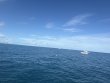 Saturday October 11th 2025 Tropical Destiny: Permit Ledges reef report photo 1