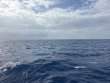 Friday April 24th 2026 Tropical Destiny: Spiegel Grove reef report photo 1