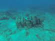 Saturday July 14th 2018 Tropical Destiny: USCGC Duane reef report photo 1