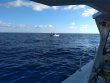 Tuesday November 20th 2018 Tropical Destiny: USCGC Duane reef report photo 1