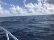 Friday October 9th 2020 Tropical Explorer: Conch Wall reef report photo 1